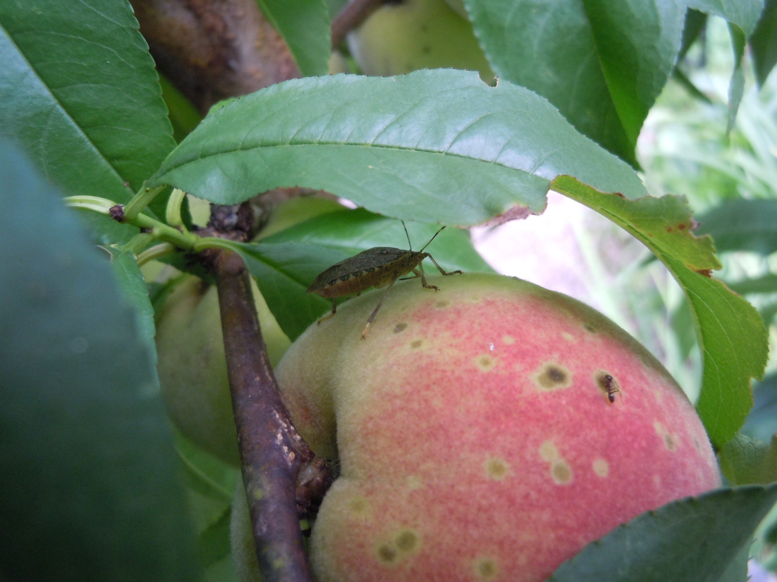 how to keep stink bugs off fruit trees
