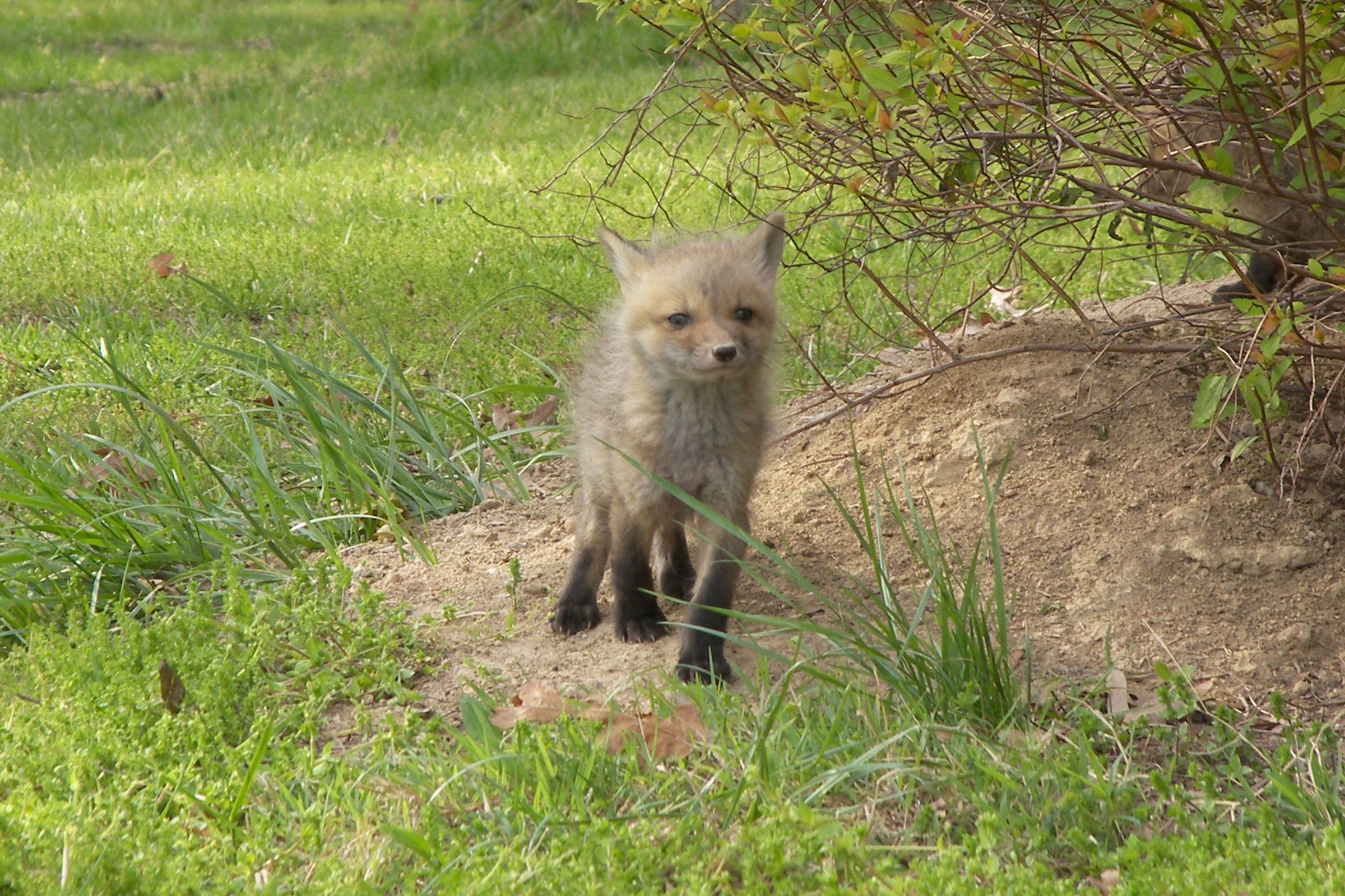 fox-control-walter-reeves-the-georgia-gardener