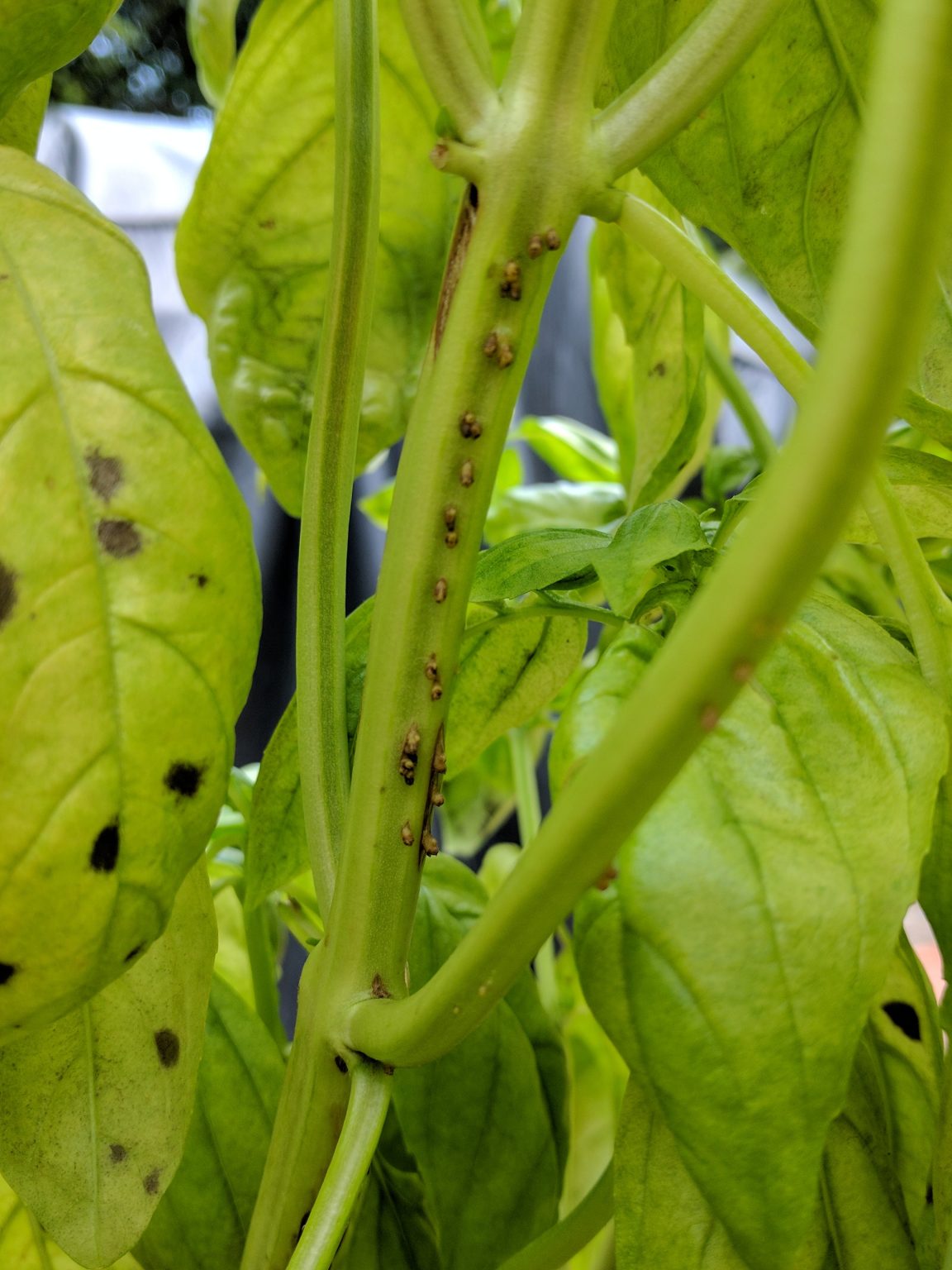 basil-brown-spots-on-leaves-at-ryan-webb-blog