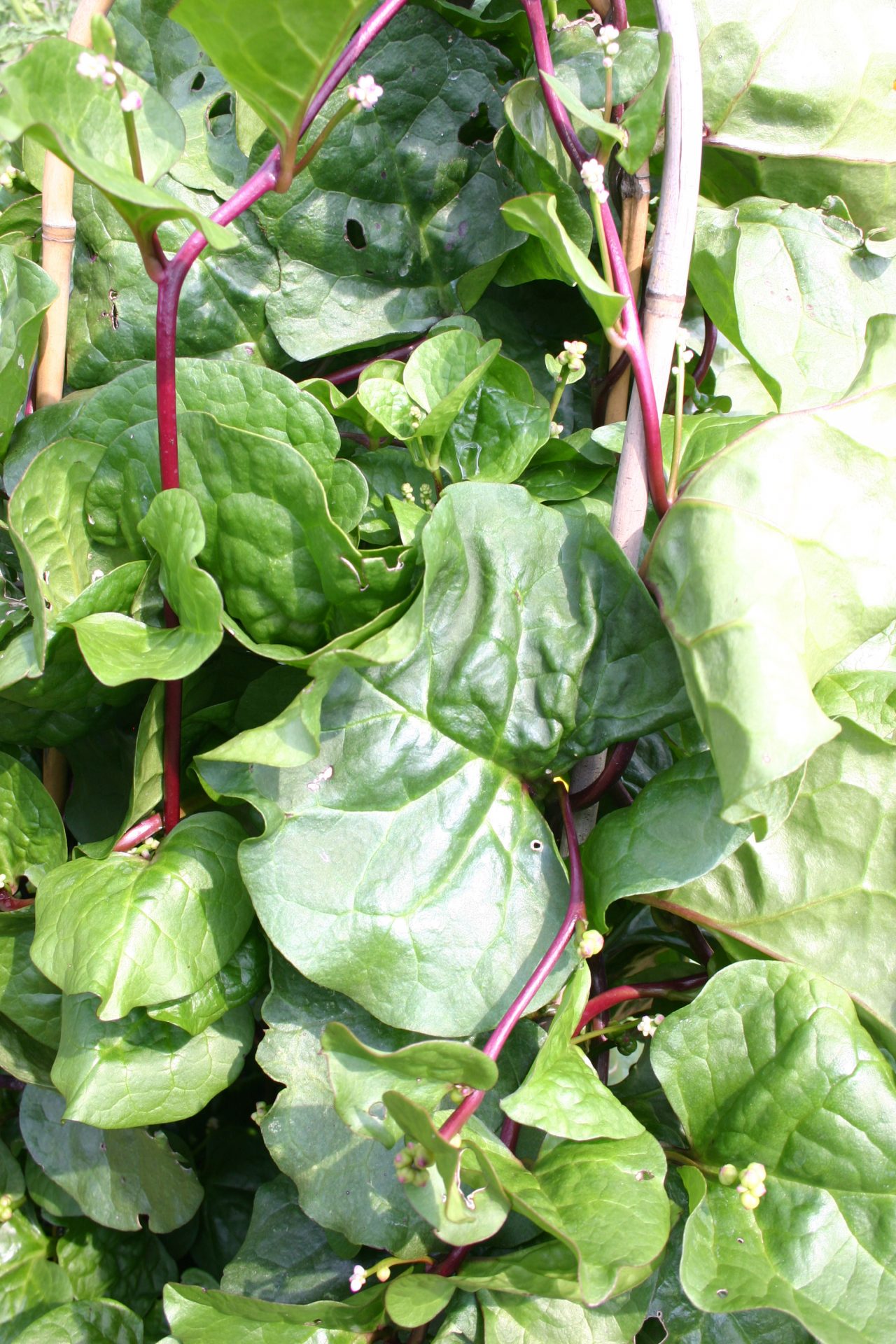 Malabar Spinach Walter Reeves The Georgia Gardener