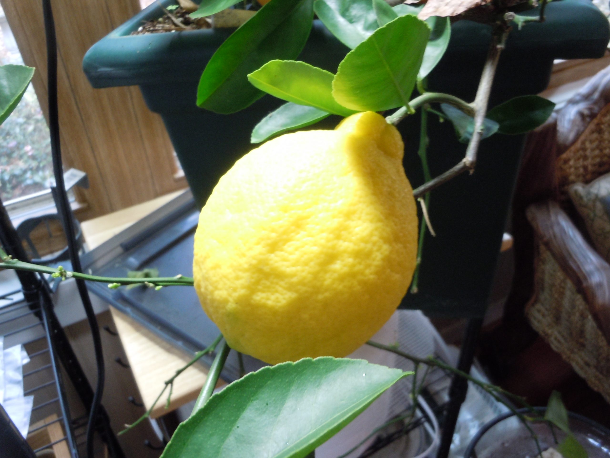 When Do Meyer Lemons Bloom? Walter Reeves The Gardener