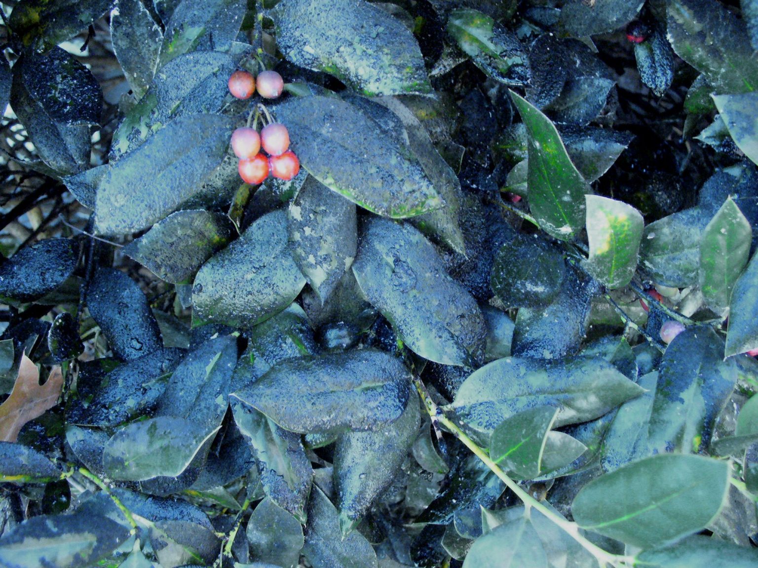 Holly Scale Insects Walter Reeves The Gardener