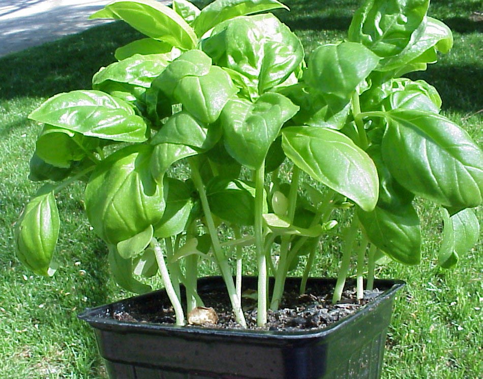 Basil Sprouts