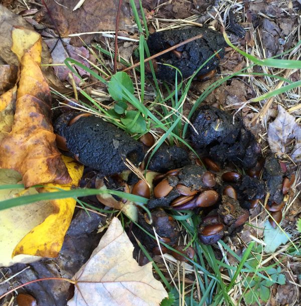 Raccoon scat (droppings) identified | Walter Reeves: The Georgia Gardener