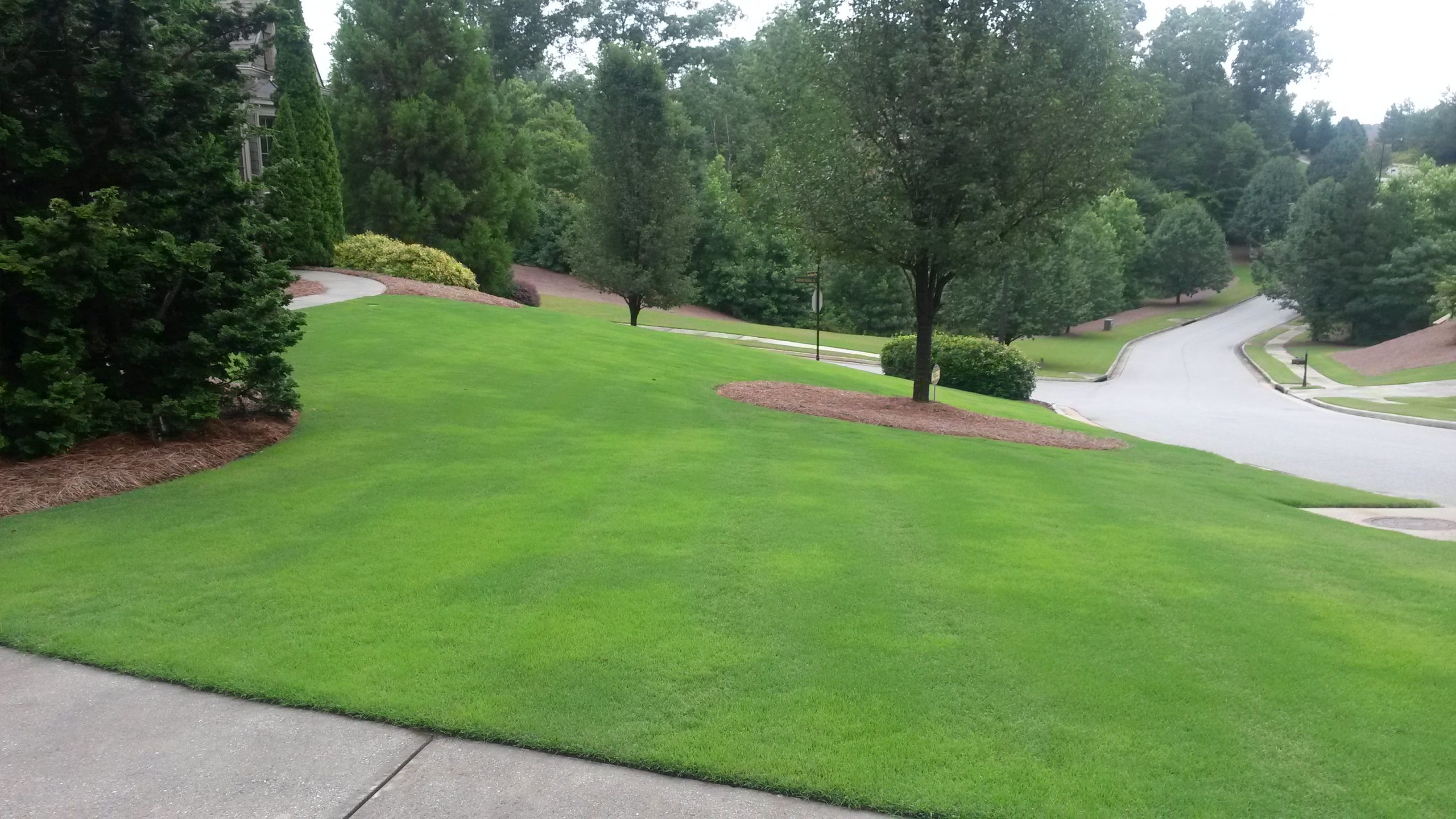 Bermudagrass Common Type Invading Sodded Type Walter Reeves The 