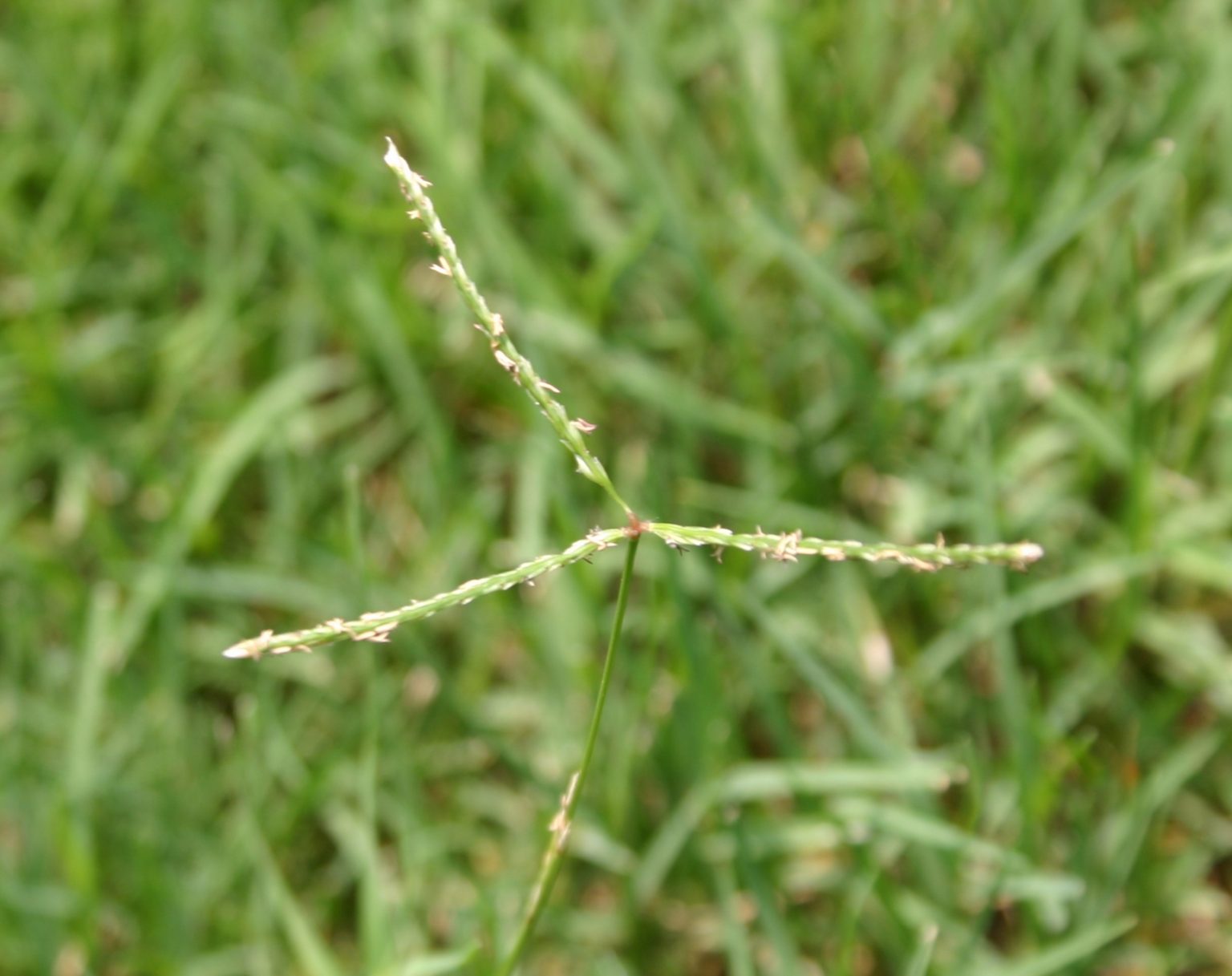 Turfgrasses (Lawn Grass) – Identifying | Walter Reeves: The Georgia ...