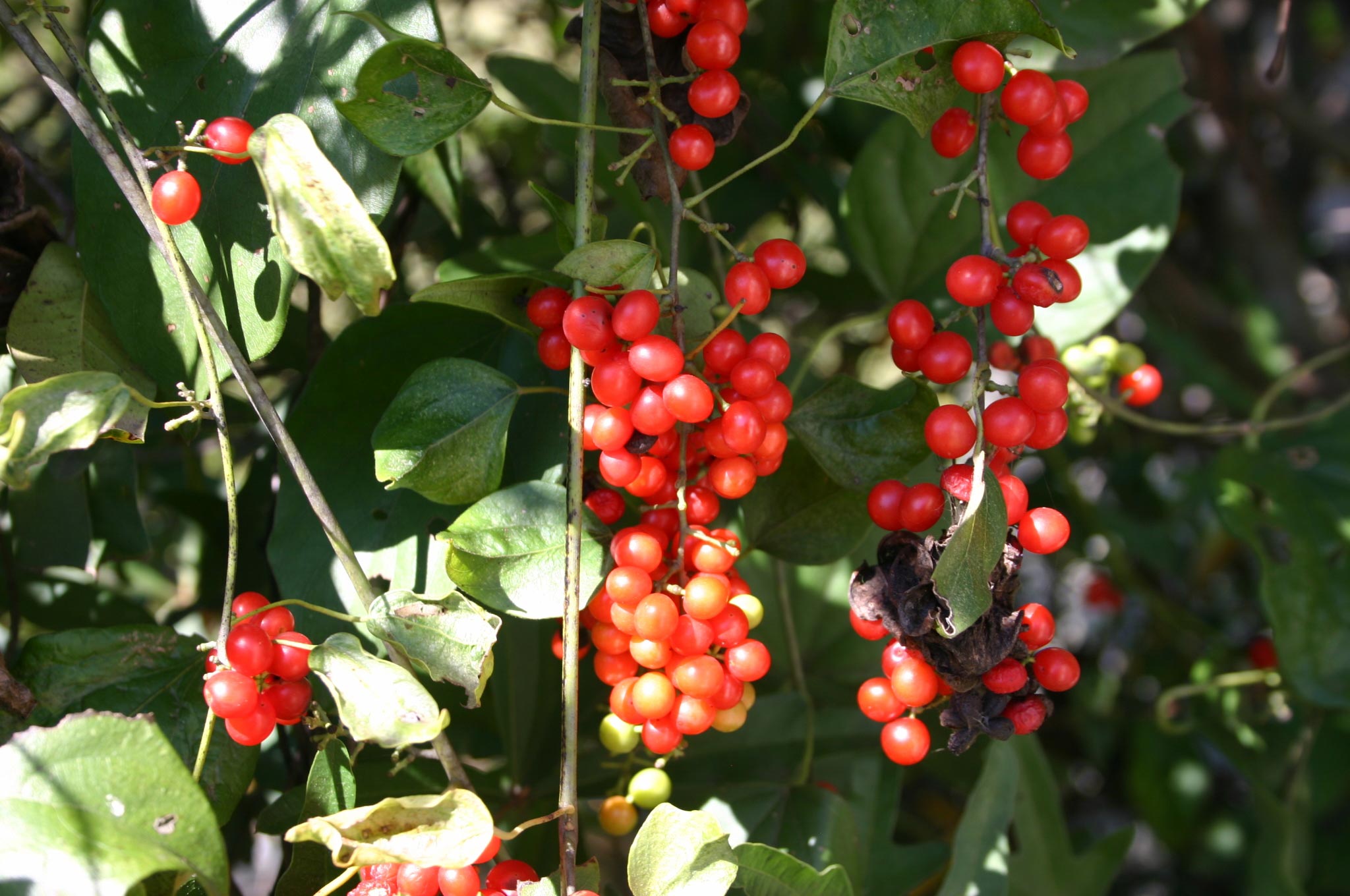 Bittersweet Growing in Walter Reeves The Gardener