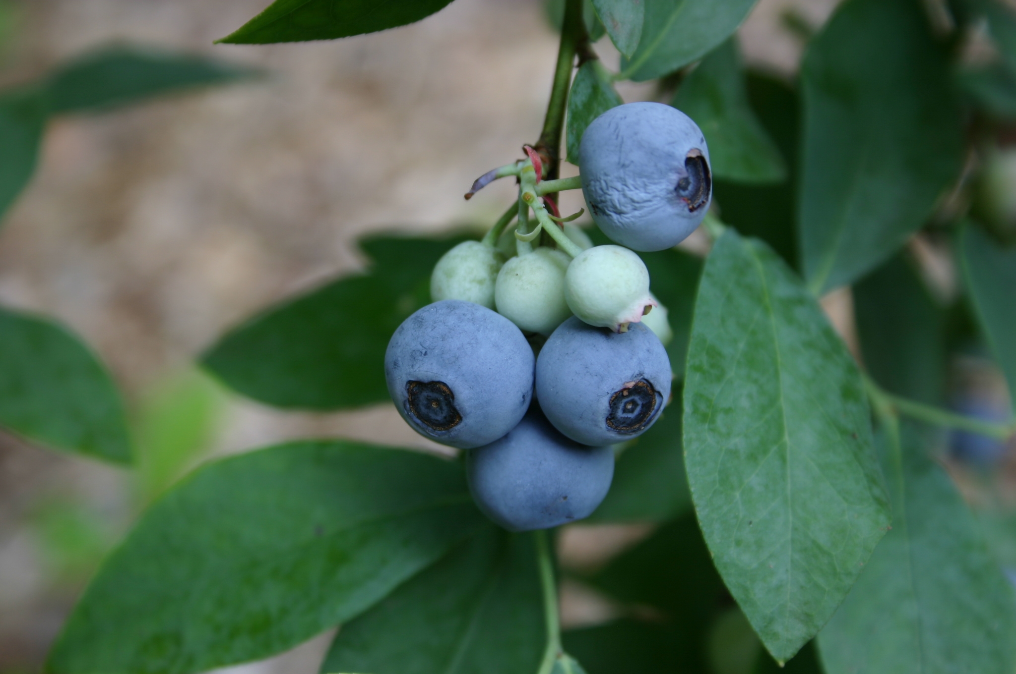 wild blueberry plant identification