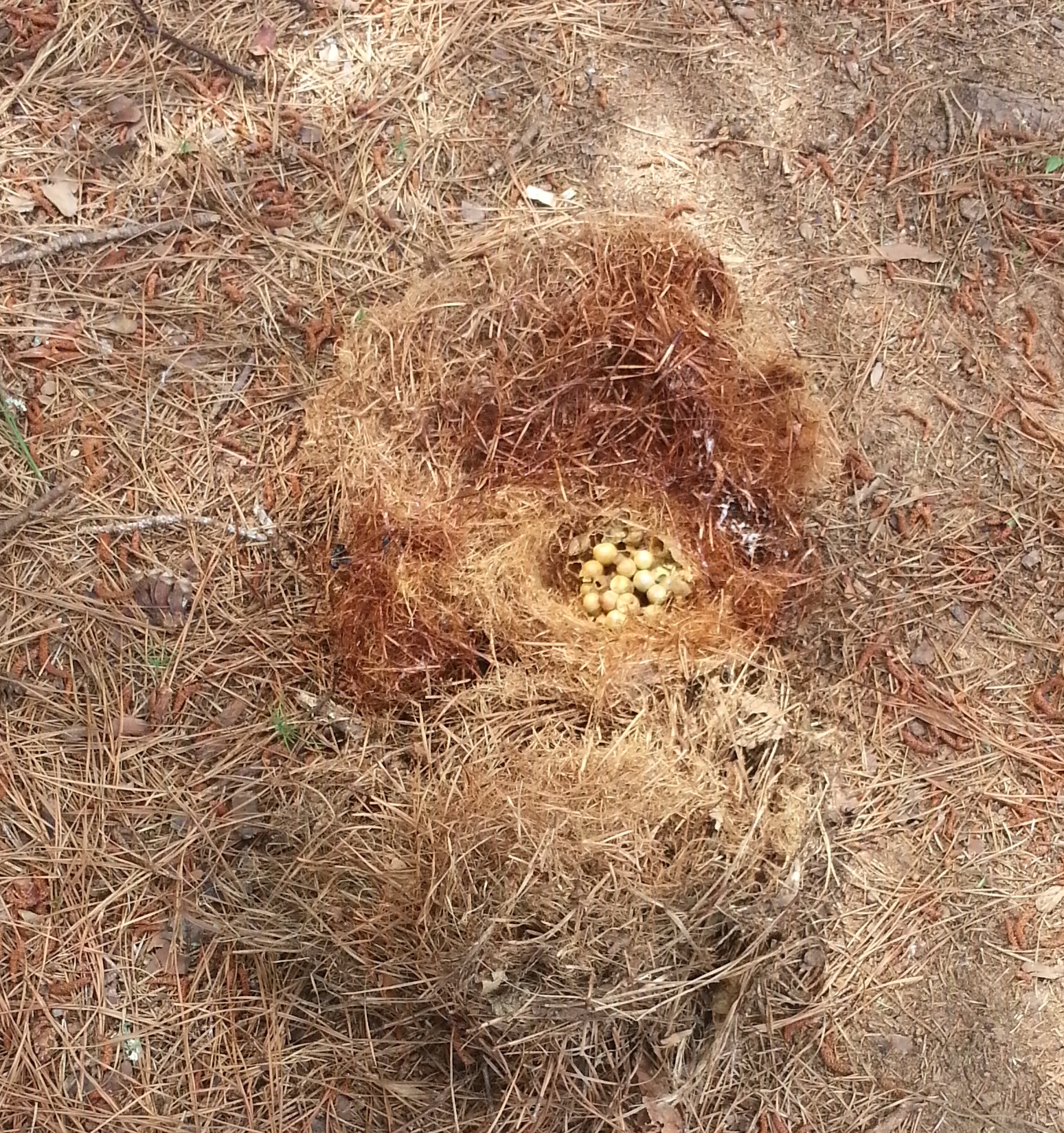 bumble bee nest