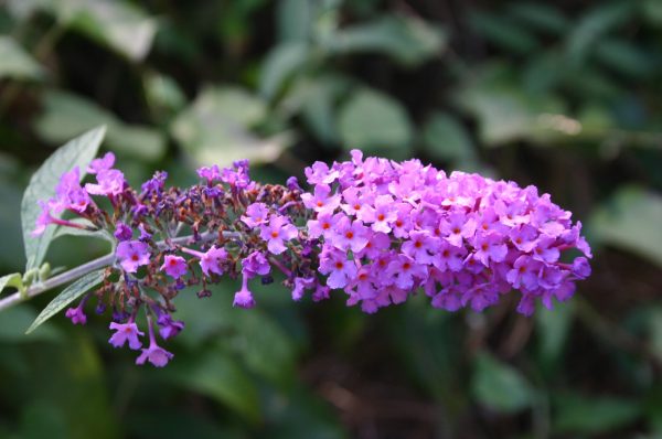 butterfly bush flower