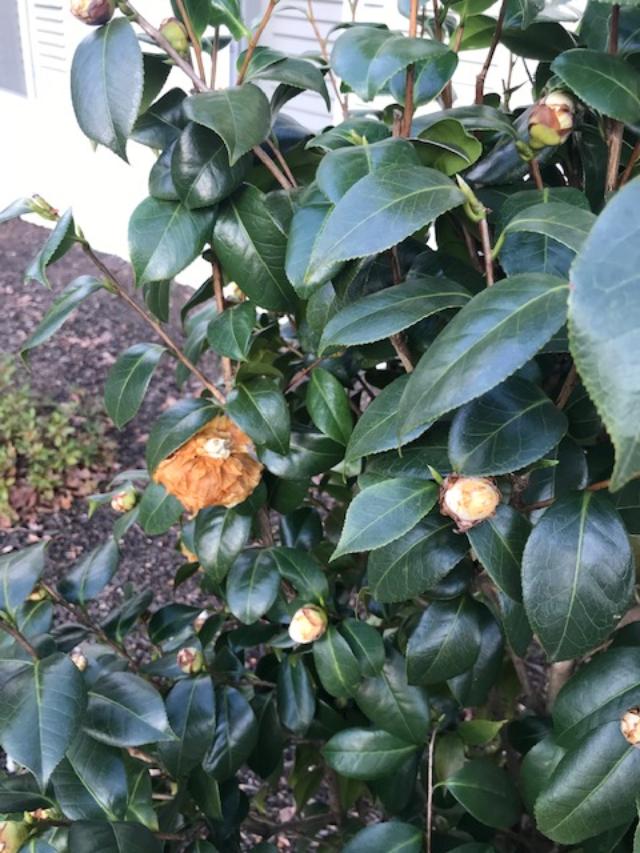 Camellia Wilting After Transplanting Walter Reeves The Gardener