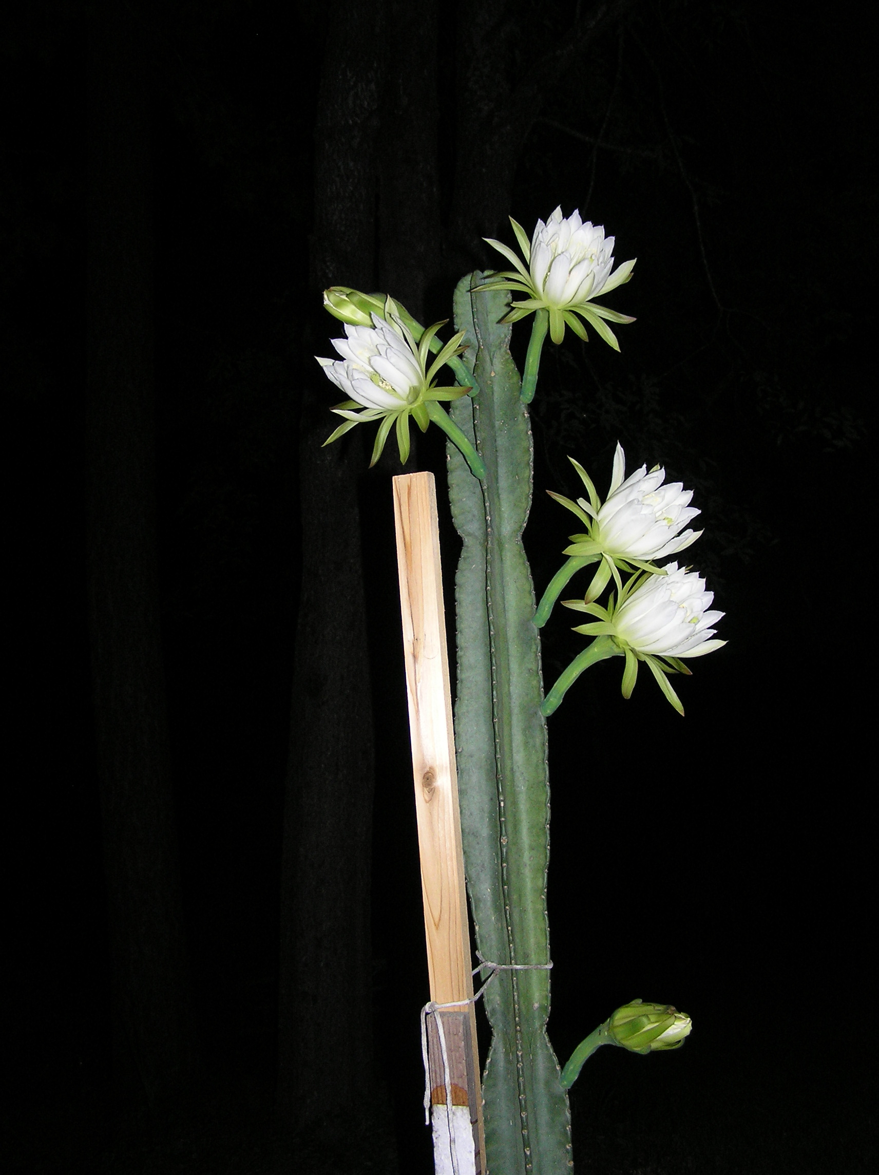 Night blooming cactus flower only blooms at night, once a year!