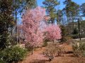 Butterfly Bush Invasive Or Not Walter Reeves The Georgia Gardener