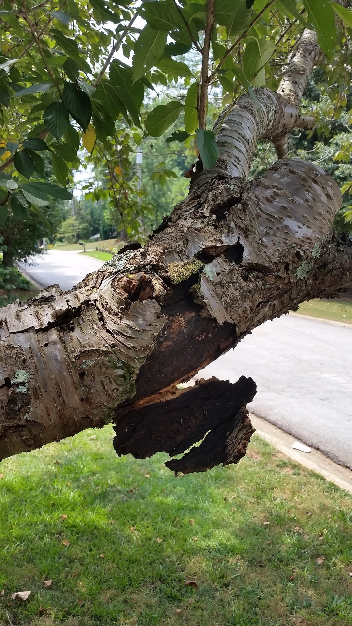 Flowering Cherry Limb Rot Walter Reeves The Gardener