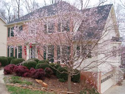 Cherry Autumnalis Walter Reeves The Georgia Gardener