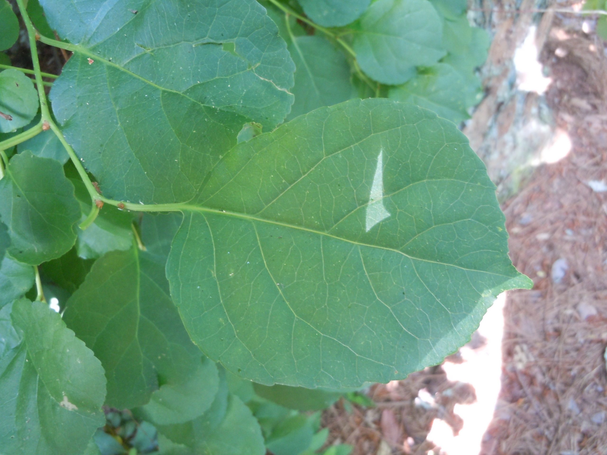 How Invasive Is Climbing Hydrangeas? | Walter Reeves: The Georgia Gardener