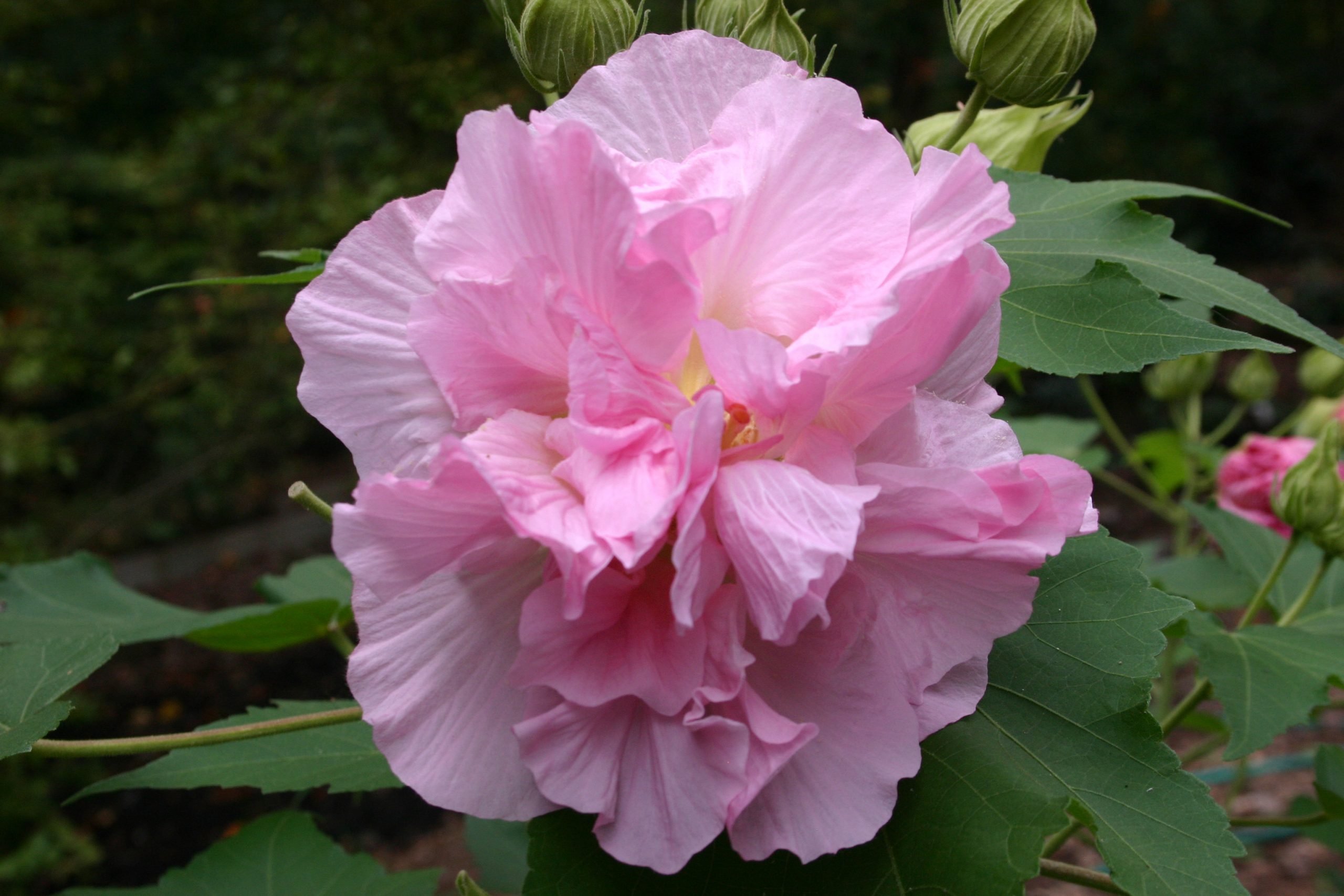 Confederate Rose Rooting Walter Reeves The Georgia Gardener