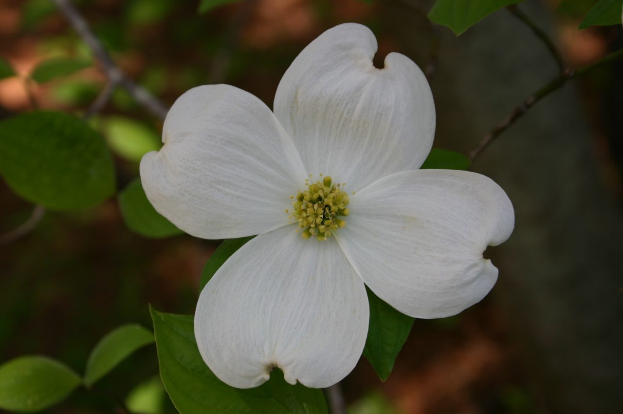 Georgia Cities and Their Flower Festivals | Walter Reeves: The Georgia ...