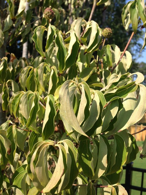 Kousa Dogwood – Wolf Eye | Walter Reeves: The Georgia Gardener