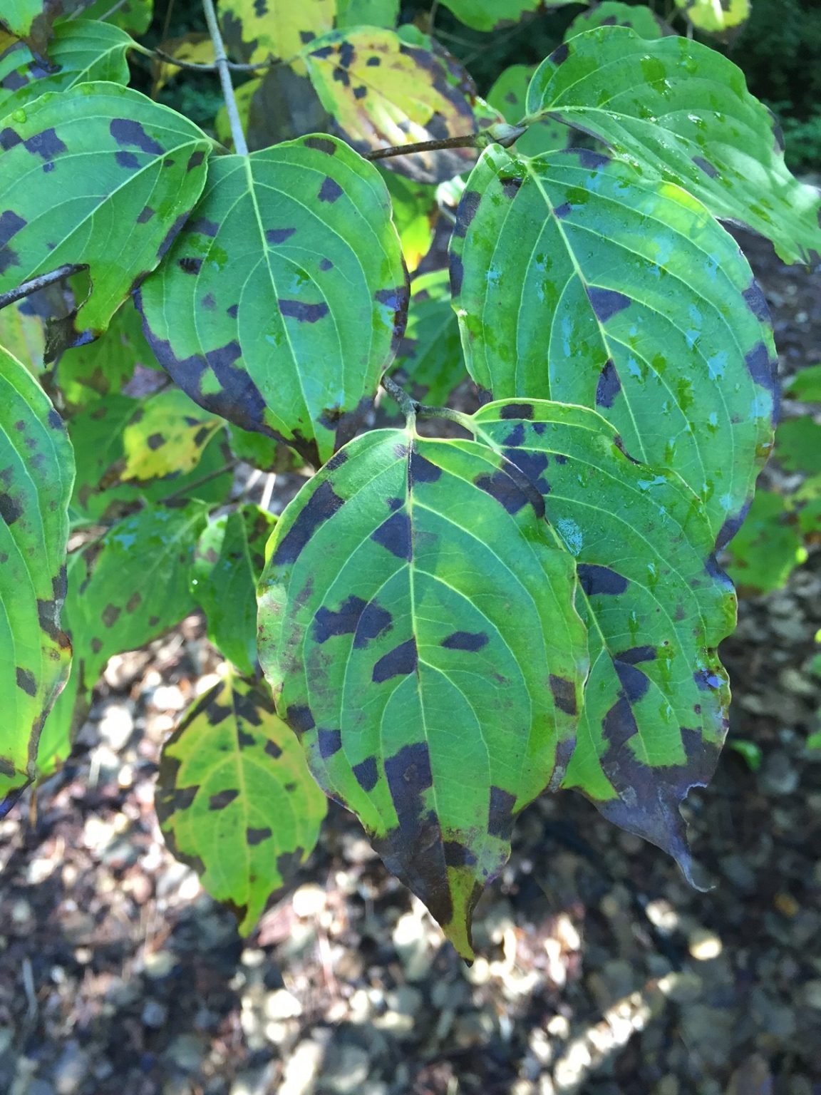 Meyer Lemon – Leaves Yellowing | Walter Reeves: The Georgia Gardener