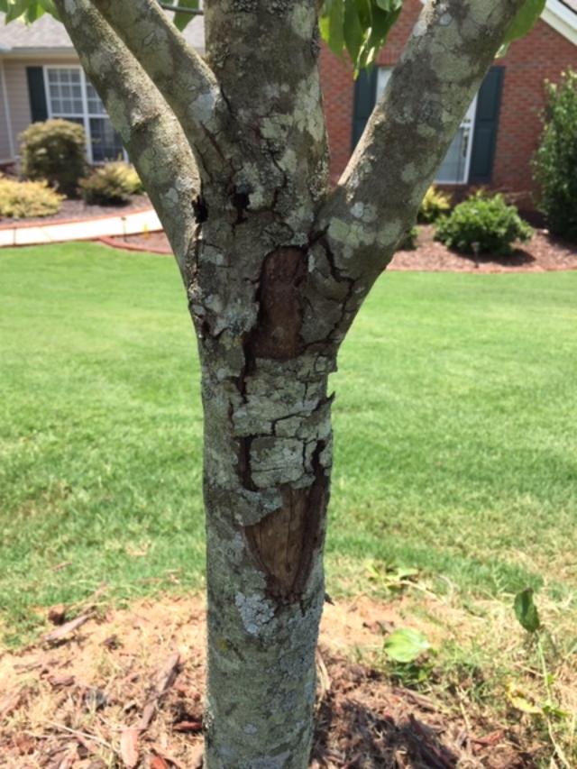 how deep are the roots of a dogwood tree