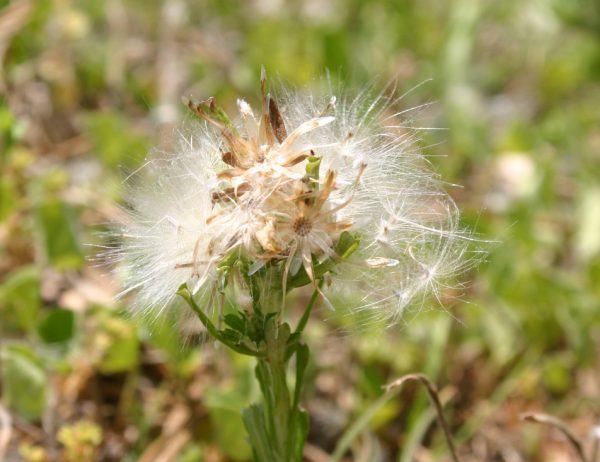 trampweed (Facelis retusa)