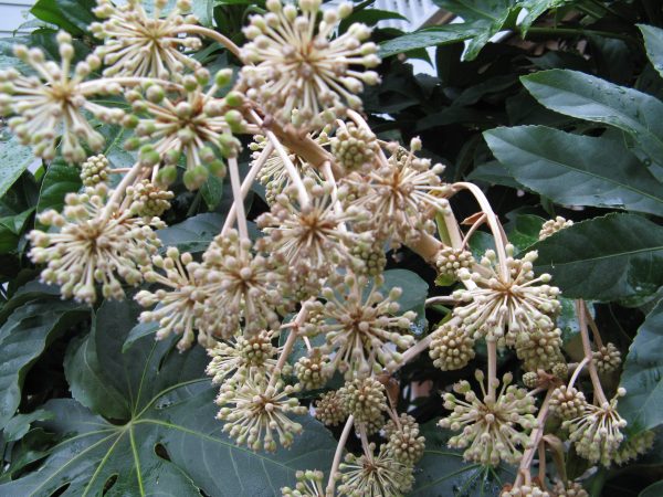 fatsia flowers