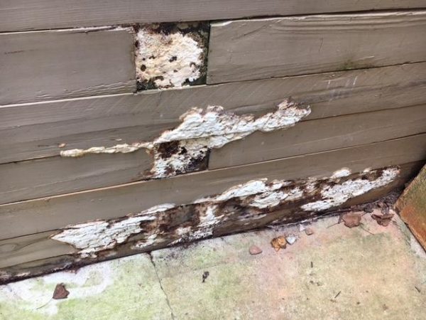 fungus growing on kitchen wall