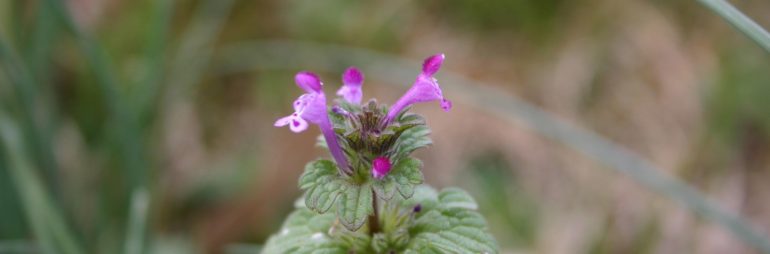 henbit