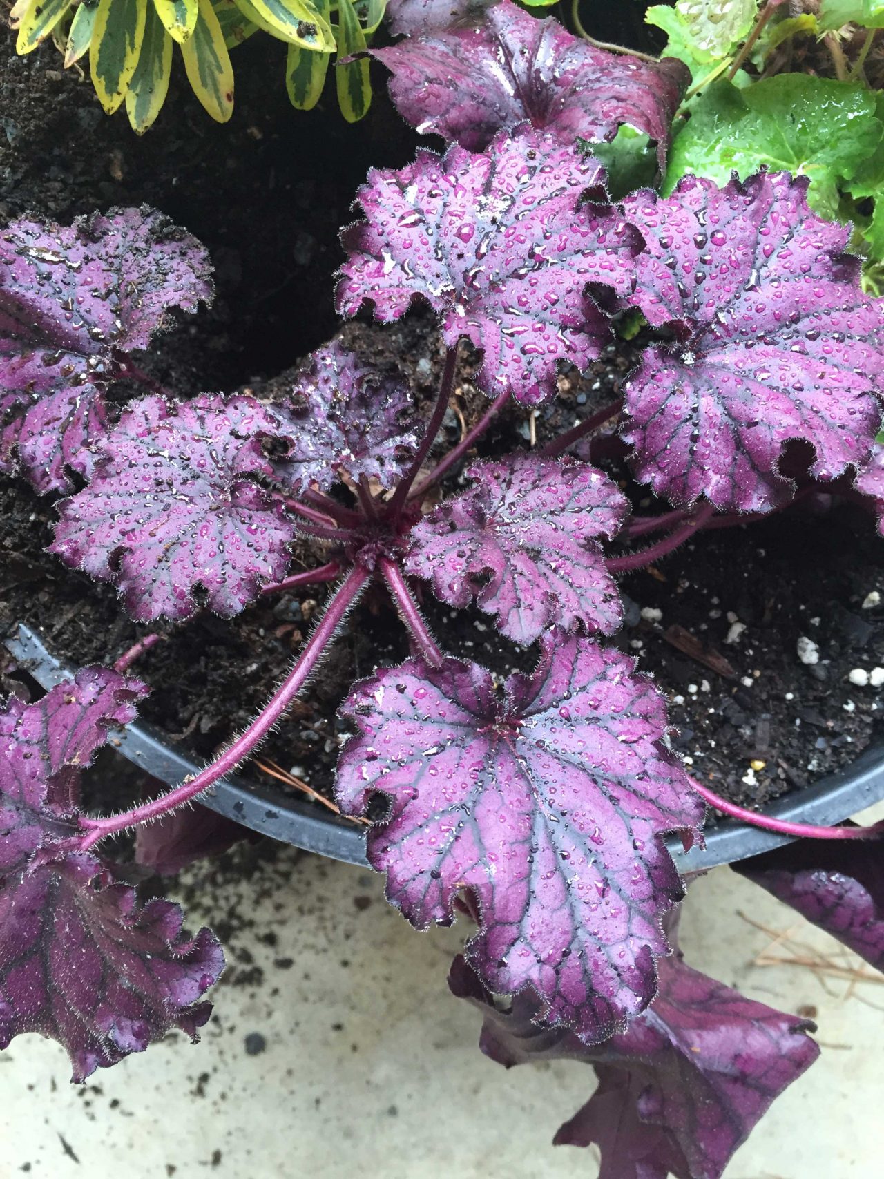 Heuchera – Growing in Pots | Walter Reeves: The Georgia Gardener