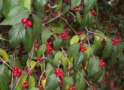 amur honeysuckle berries