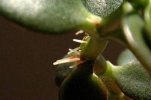 jade plant stem rot