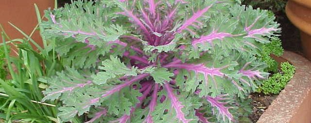 ornamental kale