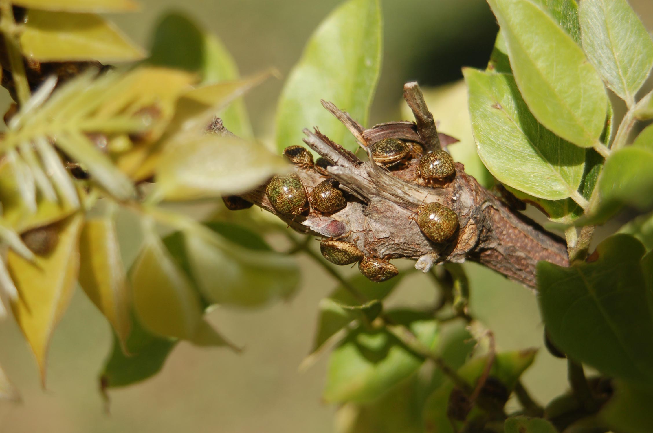 https://www.walterreeves.com/wp-content/uploads/2020/03/kudzu-bug-on-wisteria-3.jpg