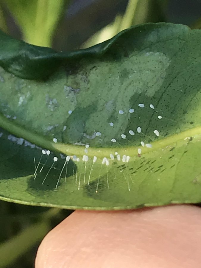 Lacewing Eggs – Identification  Walter Reeves: The Georgia Gardener