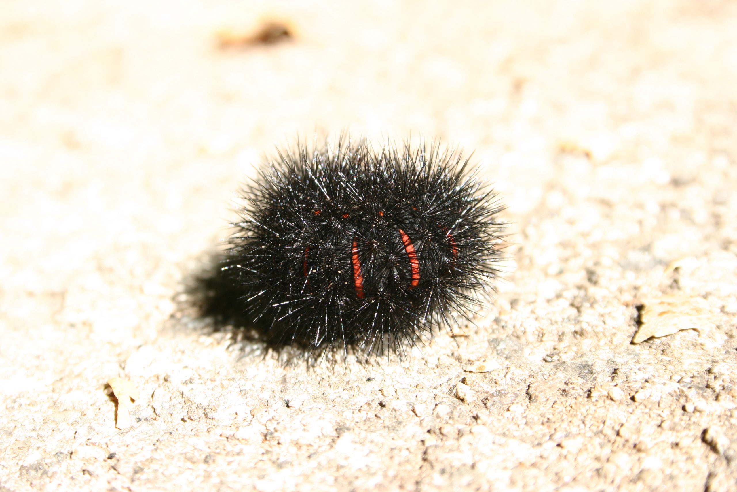 fuzzy black caterpillar