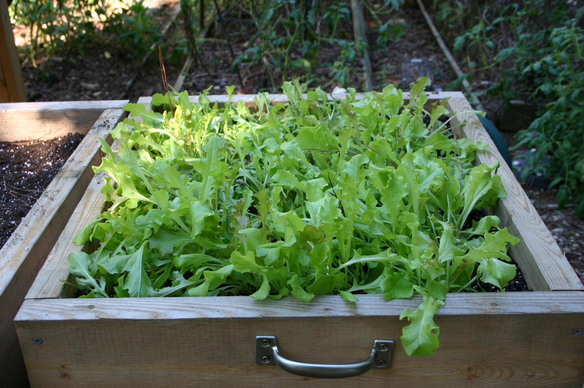 Vegetable Container Gardening 