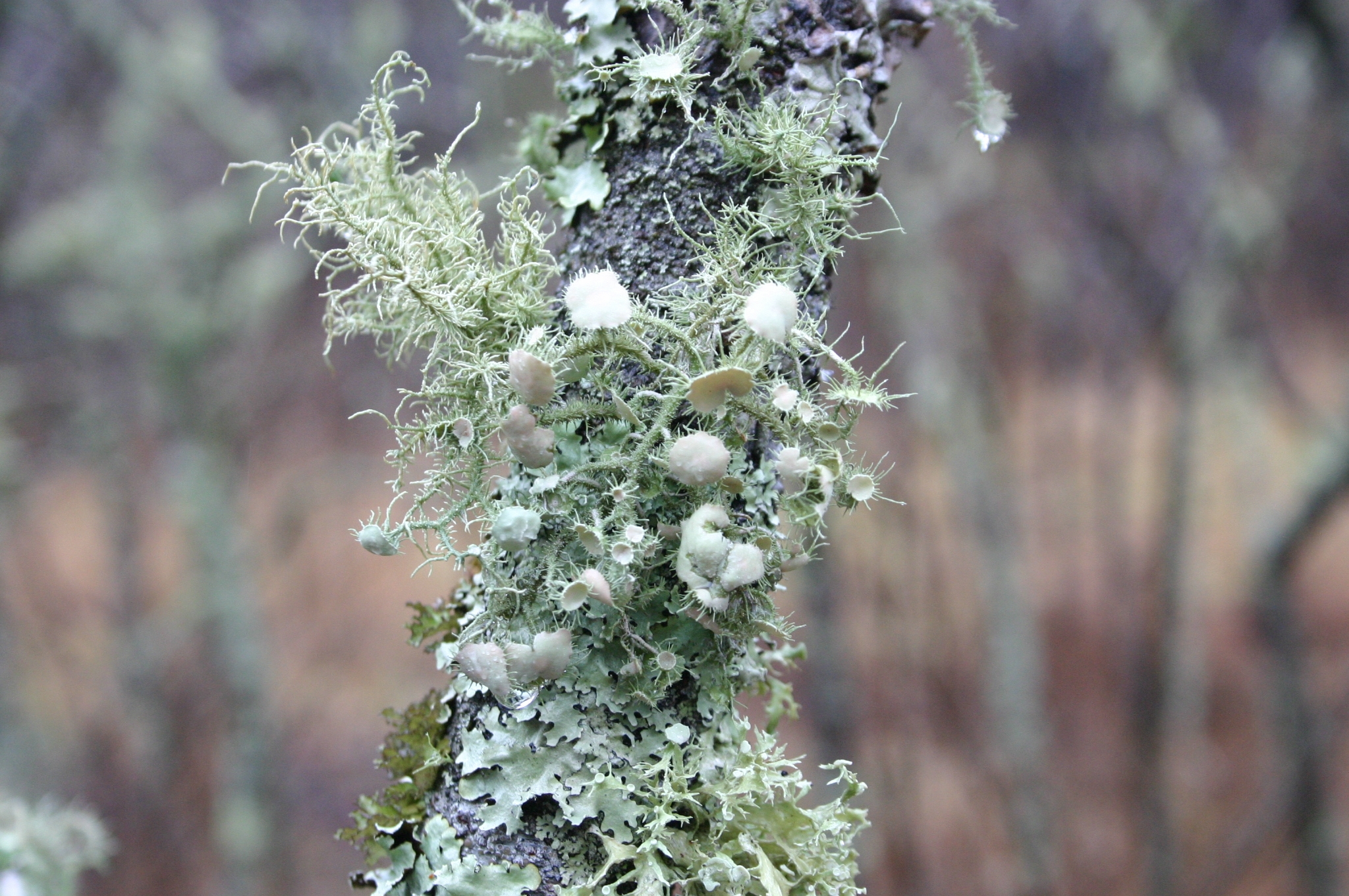 Lichens On Azalea Walter Reeves The Georgia Gardener