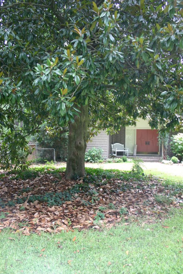 Shedding brown leaves