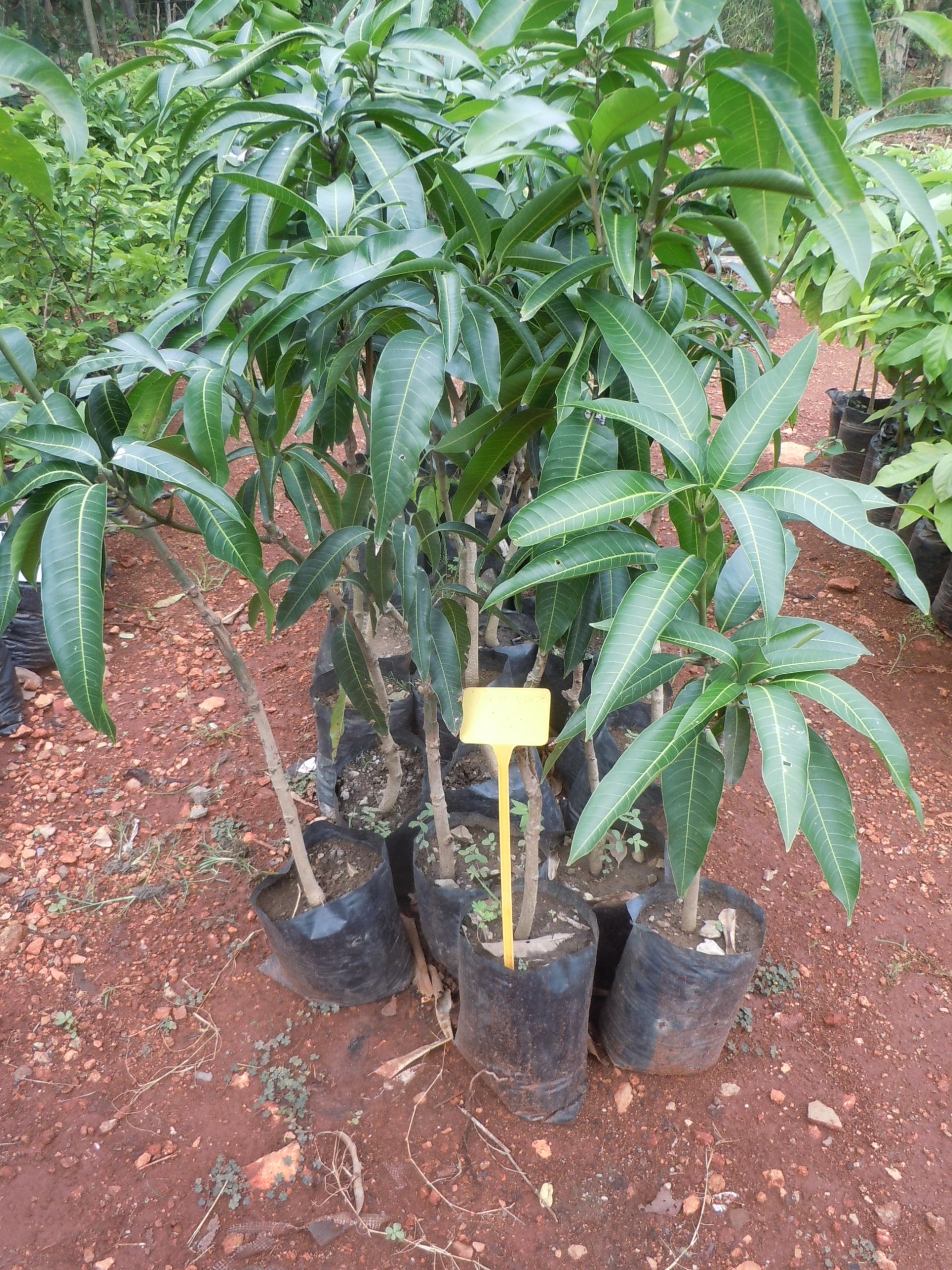 mango seedling
