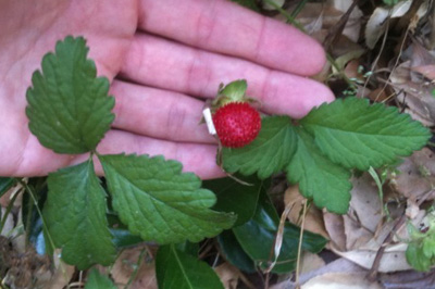 can dogs eat mock strawberries