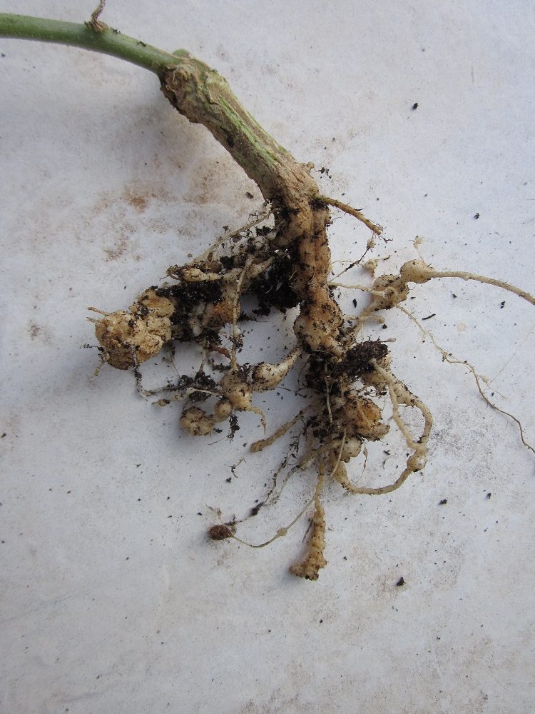 Farmers, gardeners can help root out a new nematode that spreads  aggressively in vegetable crops