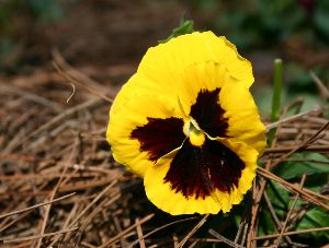 Pansy