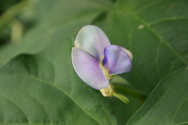 pea flower