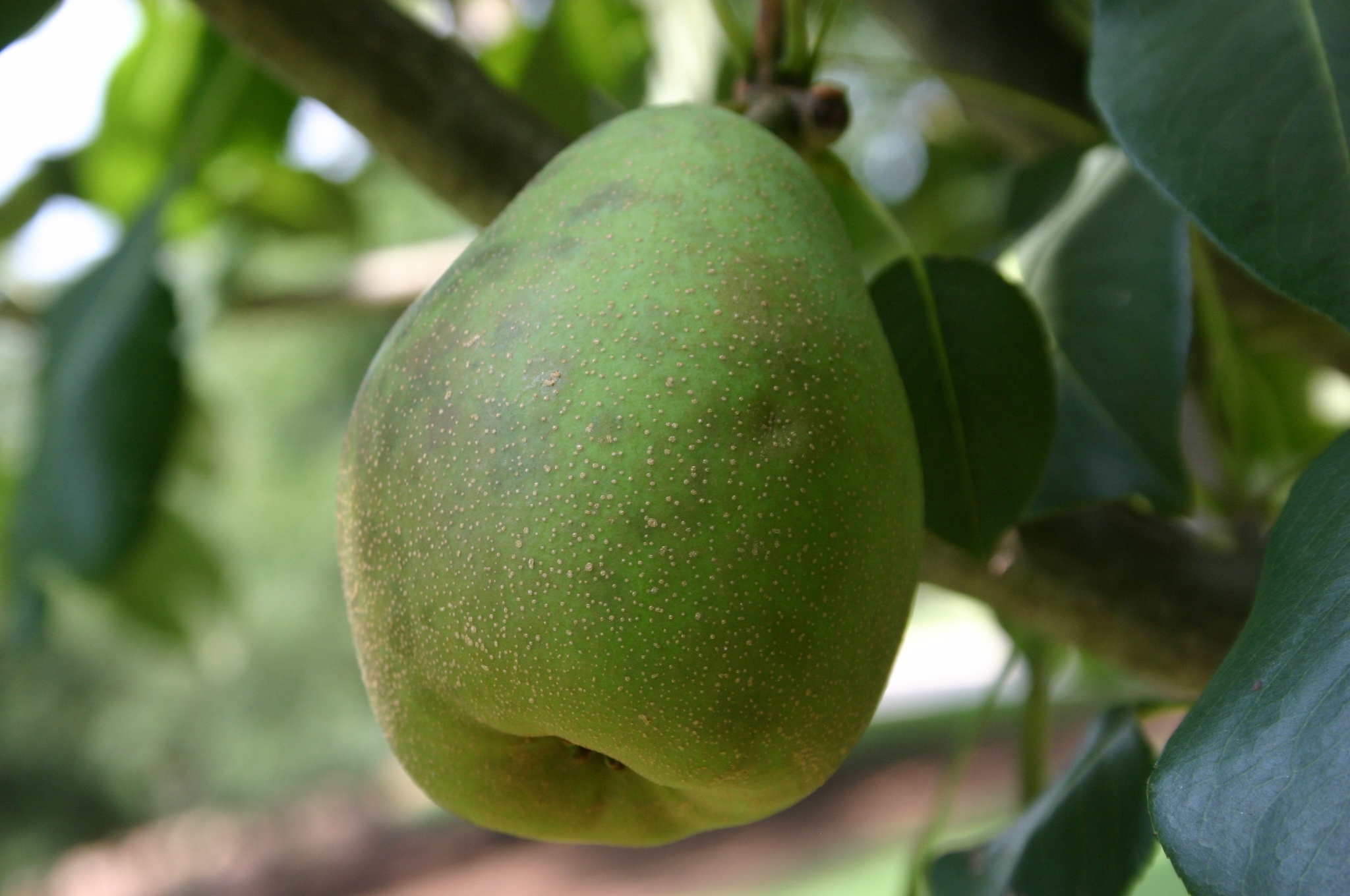 Identifying Pear Varieties