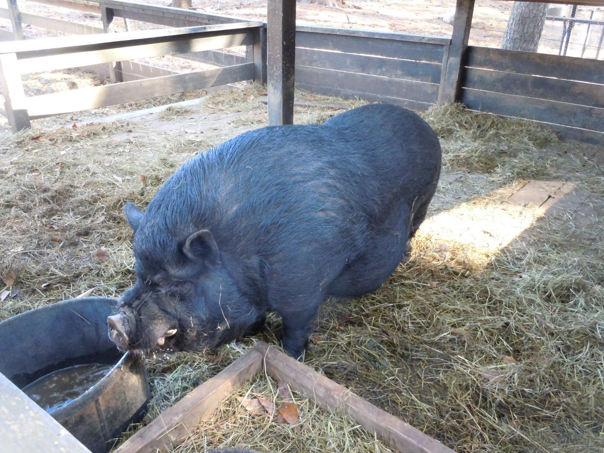 feral-pigs-control-walter-reeves-the-georgia-gardener