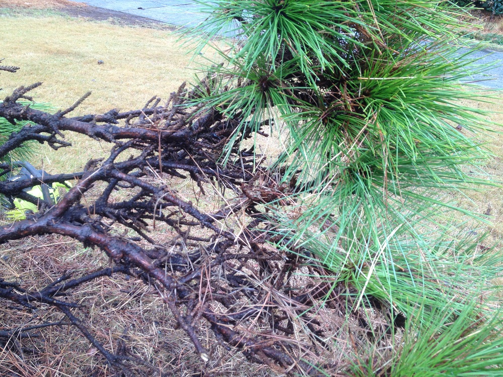 witches broom in pine trees