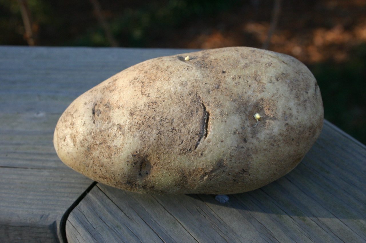 jellycat potato