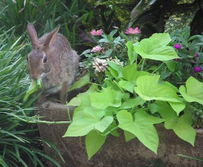 sweet potato for rabbits