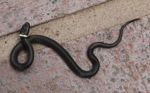 Ringnecked Snake Identification Walter Reeves The Georgia Gardener
